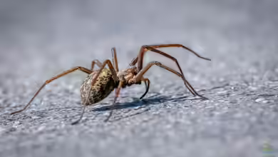 Nosferatu-Spinne: Muss ihr Fund in der Natur in Deutschland gemeldet werden?