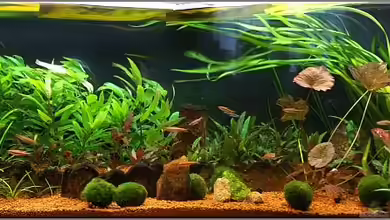 Notriopis Chrosomus nur noch als Beispiel von Christian Zwick