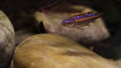 Notropis-Arten im Gartenteich - Haltung, Pflege und Besonderheiten nordamerikanischer Schönheiten