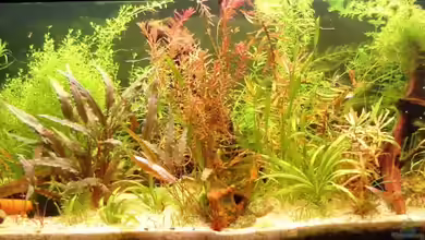 Nr.1 von Susanne Kruse