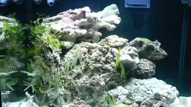 Nudelwasser (aufgelöst) von Zapfenmanderl