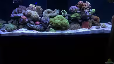 Nudelwasser von Hörnchen