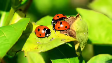 Nützlinge fördern - Mit natürlicher Hilfe Blattläusen im Garten vorbeugen