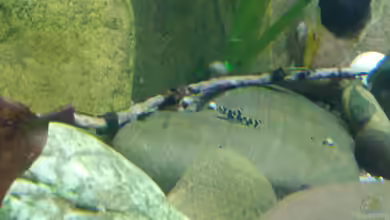 Nur Anschauungszwecken, aufgelöst 23.2.17 von Miss Kasimir