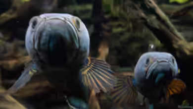 NUR NOCH BEISPIEL von K.S.