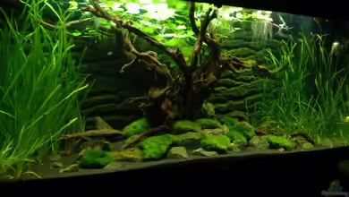 NUR NOCH BEISPIEL von K.S.