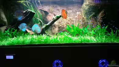 Nur noch 630 Liter Amazonas Beispiel von Matoba