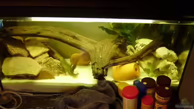 Nur noch als Beispiel |Krebse von Andre@