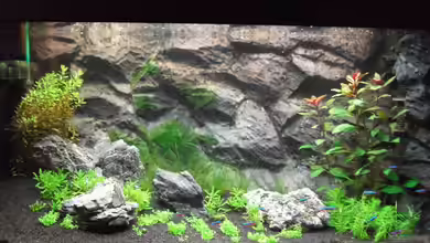 !Nur noch als Beispiel! Fels-/ Uferbiotop von Romer