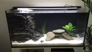 (Nur noch Beispiel) Malawi-Riff 31559 von stroelly