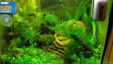 Nur noch Beispiel!!! von Caricciola