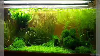 nur noch Beispiel von Pseudomugil