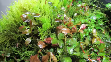 Nur noch Beispiel von Sarah