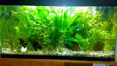 nur noch Beispiel von Franz Wüest