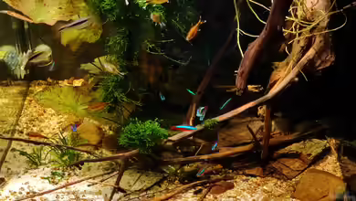 Nur noch ein Beispiel von Amazonas