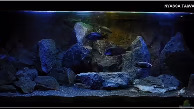 Nyassa Taiwan Reef (aufgelöst) von ***ELLIS***