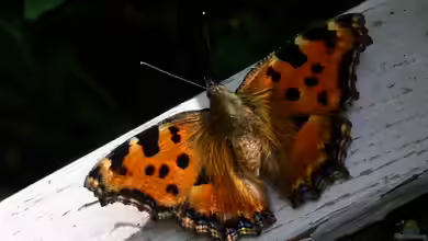 Nymphalis polychloros im Garten
