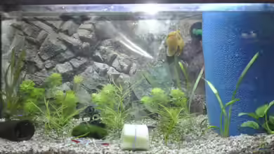 Oase im Grünen von SteB-Studio