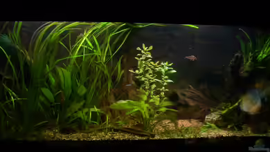 Oasis of Silence (Aufgelöst) von @quarium Cologne