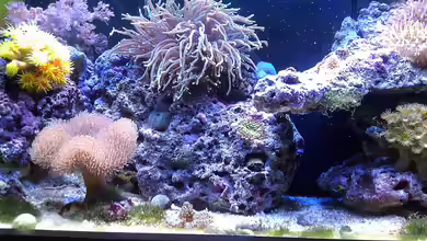 Ocean Life von snoopy2008