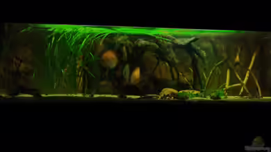 Öppis Flussbett von PH Neutral