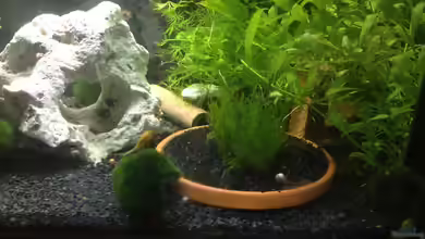 offenes Glasaquarium von Ditti