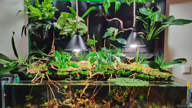 Offenes Regenwald-Aquaterrarium von xpate