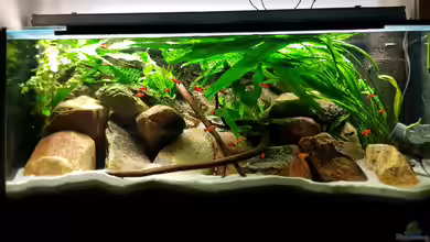 Oh, wie schön ist Panama von naturalR