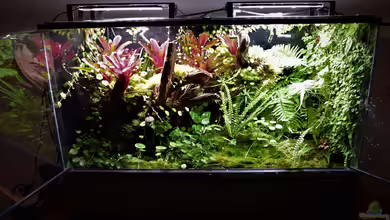 Ohne Seil, aber mit doppelten Boden von Junglist