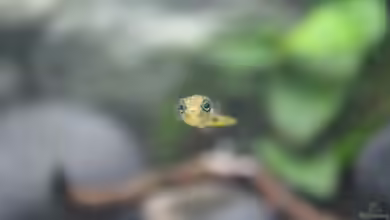 Old but Gold aufgelöst von Trimmy