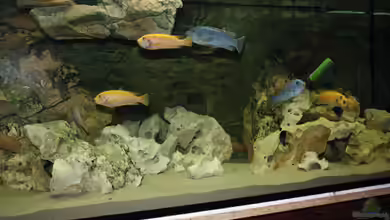 Oldschool mit Lochgestein von Booth