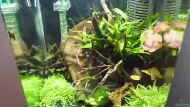 (Olympia 2018) von Josef Braun