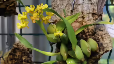 Oncidium cheirophorum im Terrarium
