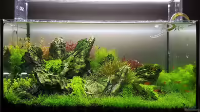 Only Stone von YoshiMaus