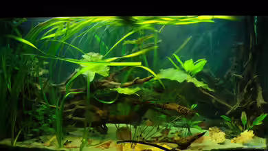 Orilla del rio Aufgelöst von Koehler