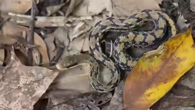 Orthriophis taeniurus im Terrarium halten