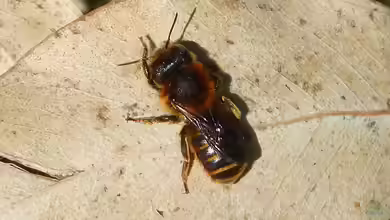 Osmia aurulenta im Garten