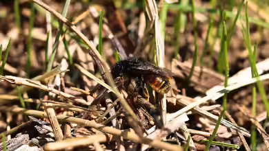 Osmia bicolor im Garten