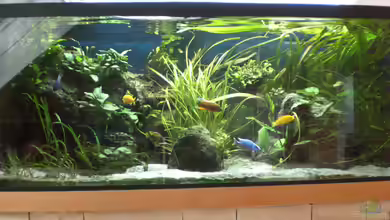 Ostafrikanisches Becken von Robin