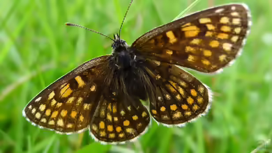 Ostalpiner Scheckenfalter: Melitaea asteria im Garten