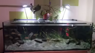 Otopharynx fast wie zu Hause von MikeM.