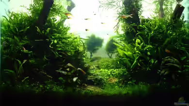 Out of the jungle von Arami Gurami