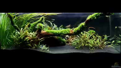 Outback von -Der Österreicher-