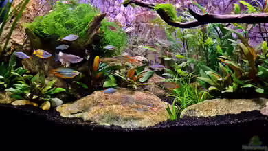 Over the Rainbow nur noch als Beispiel von snooze