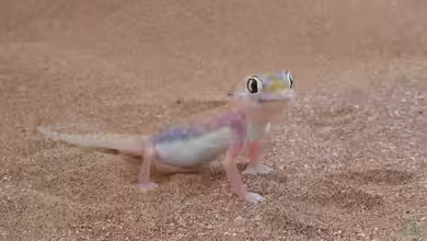 Pachydactylus rangei im Terrarium halten