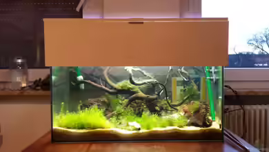 País de las maravillas (Wunderland) von Seba