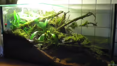 Paludarium-Projekt von pat333