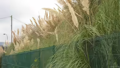 Pampasgras zuschneiden: Der umfassende Leitfaden für gesunde und prachtvolle Ziergräser im Garten
