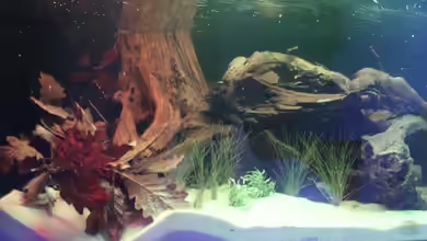 Panaqolus Heaven von maxheadroom