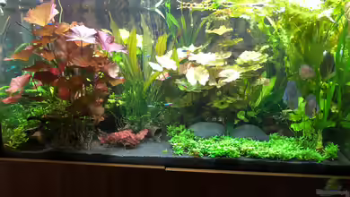 Panda/Diskus World von Holsch805